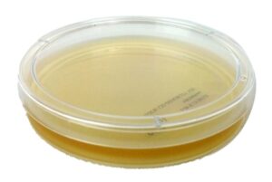 Mold growth test plate + instructions